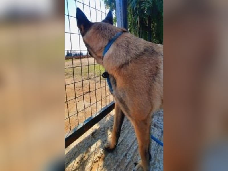 Zorro - menschenbezogener Rüde sucht sein Zuhause