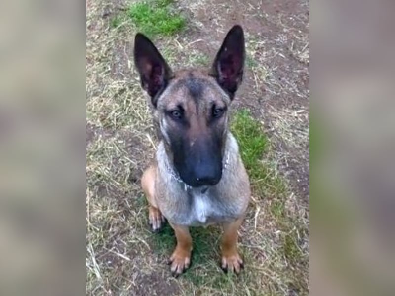 Herzenshund Max sucht sein Zuhause