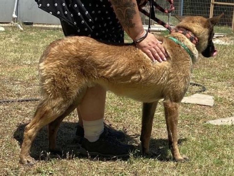 Zorro - Menschenfreund sucht sein Zuhause