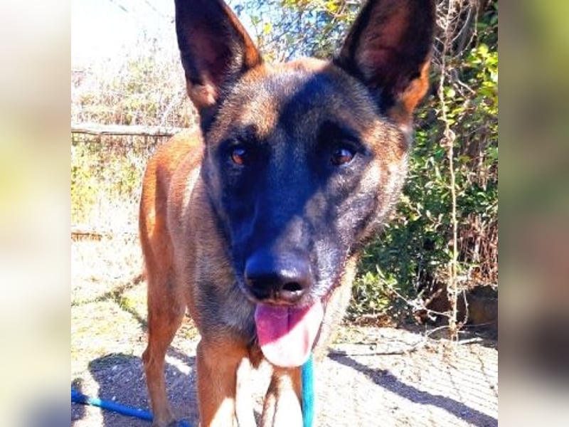 Zorro - menschenbezogener Rüde sucht sein Zuhause