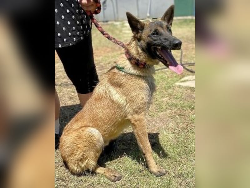 Zorro - menschenbezogener Rüde sucht sein Zuhause