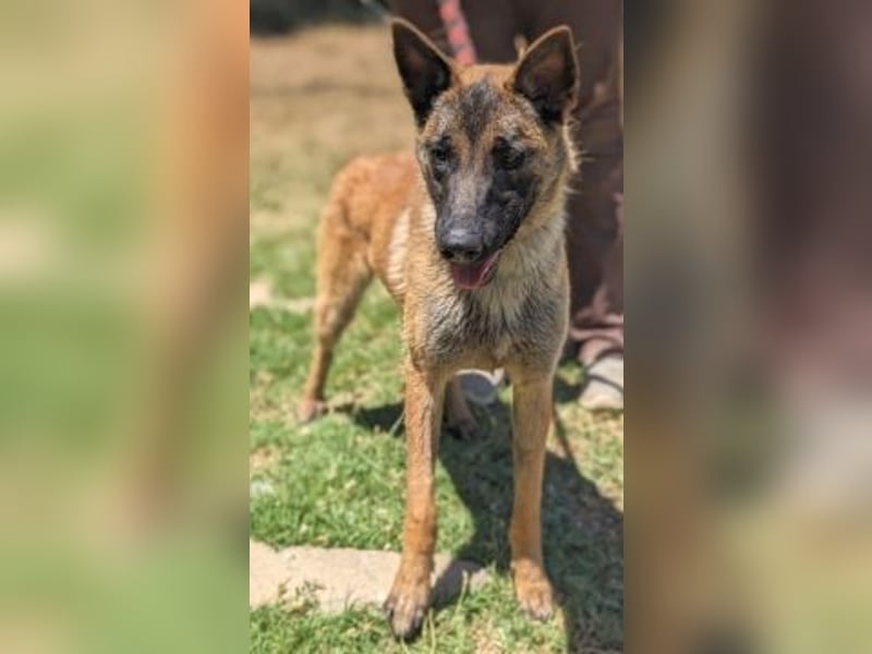 Zorro - Menschenfreund sucht sein Zuhause