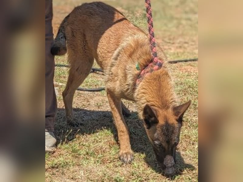 Zorro - Menschenfreund sucht sein Zuhause