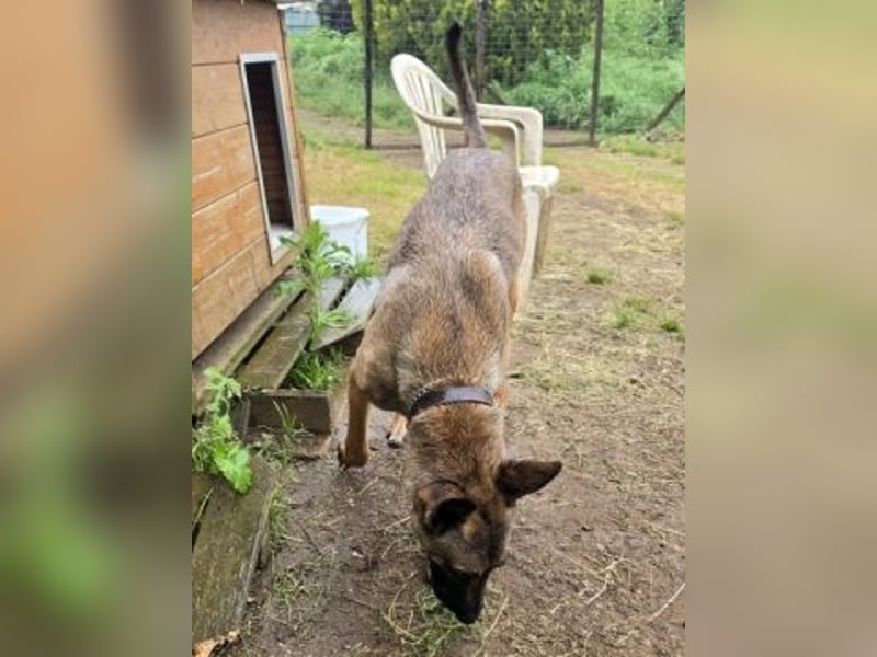 Herzenshund Max sucht sein Zuhause