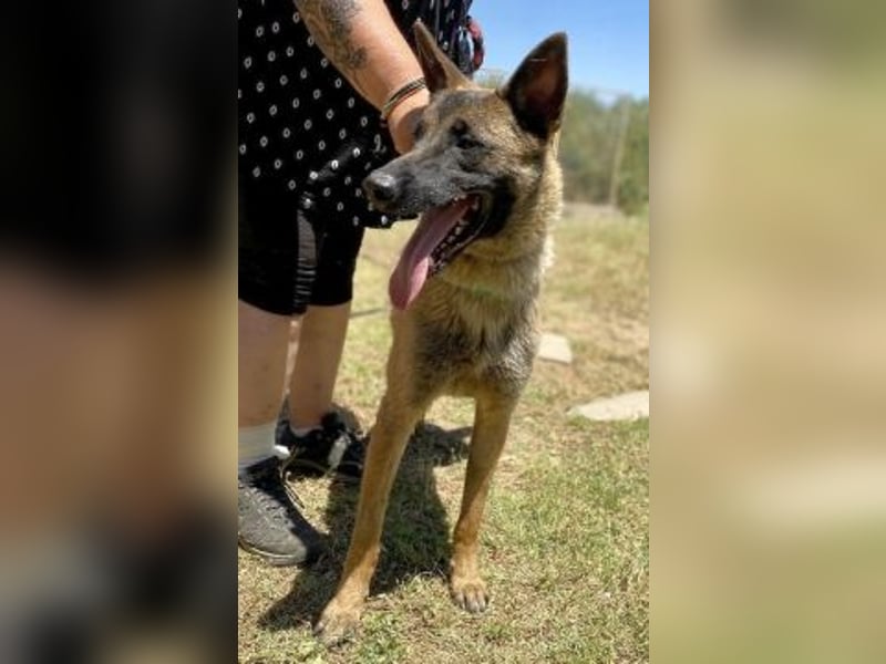 Zorro - menschenbezogener Rüde sucht sein Zuhause