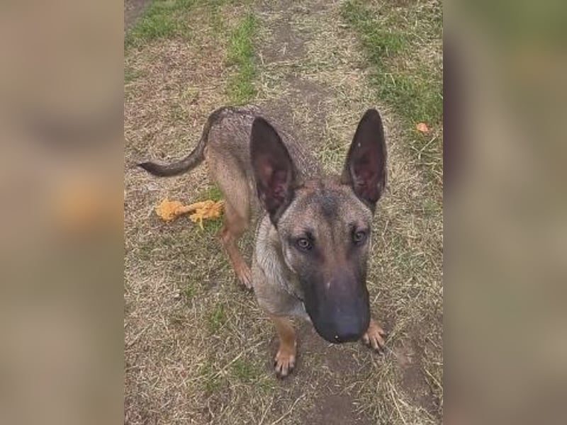 Herzenshund Max sucht sein Zuhause
