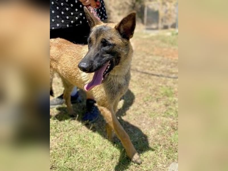 Zorro - menschenbezogener Rüde sucht sein Zuhause