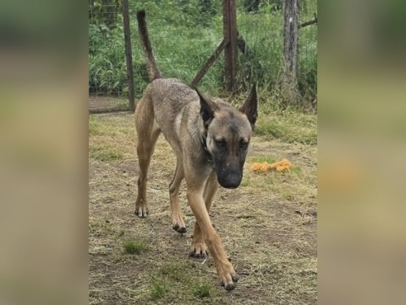 Herzenshund Max sucht sein Zuhause