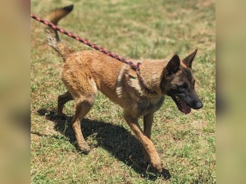 Zorro - Menschenfreund sucht sein Zuhause
