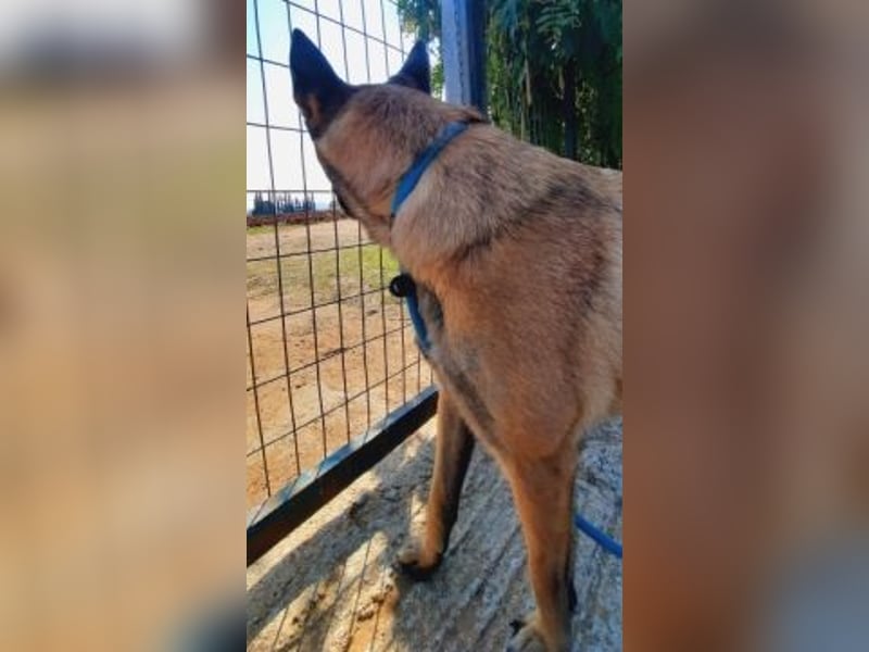 Zorro - menschenbezogener Rüde sucht sein Zuhause