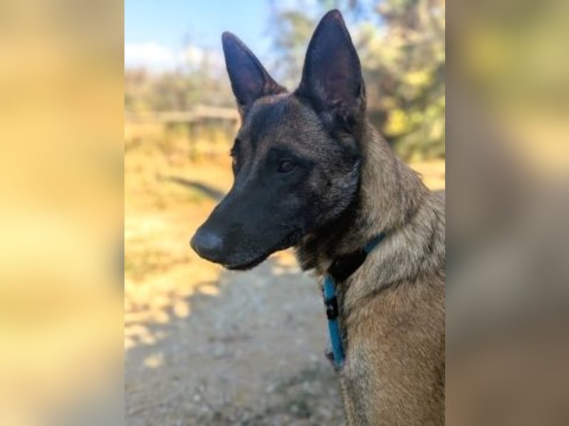 Zorro - menschenbezogener Rüde sucht sein Zuhause