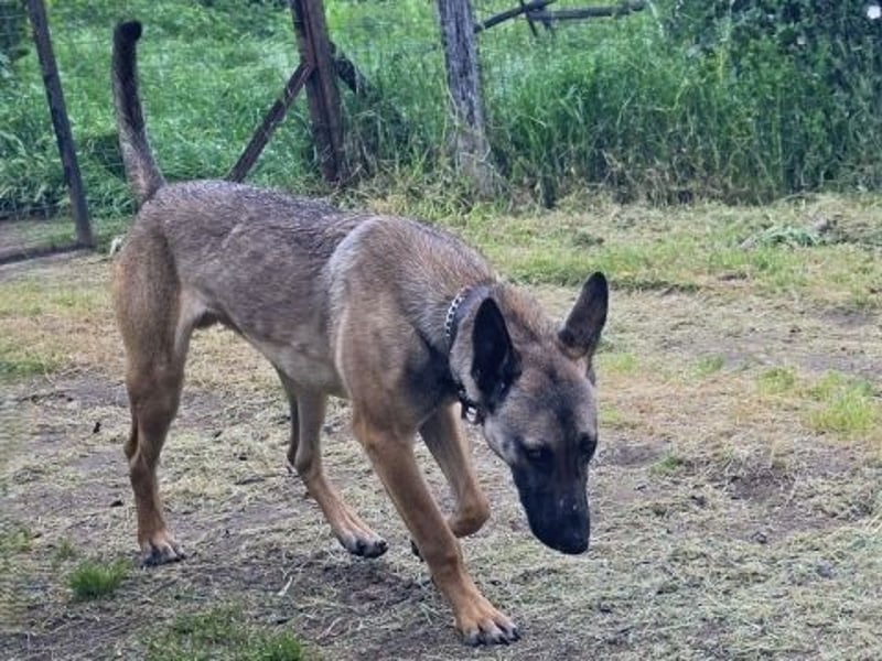 Herzenshund Max sucht sein Zuhause
