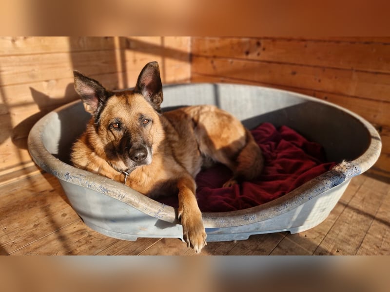 Phex sucht sein passendes Zuhause