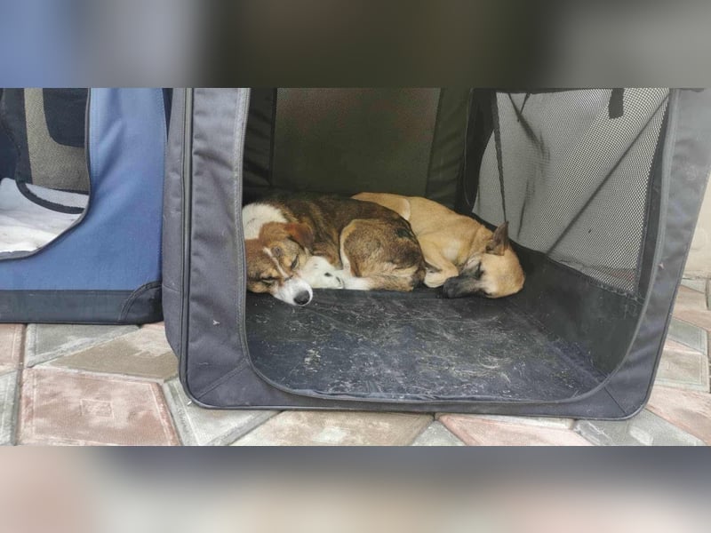 TALVI ♥ - Gefunden auf der Straße in Rumänien