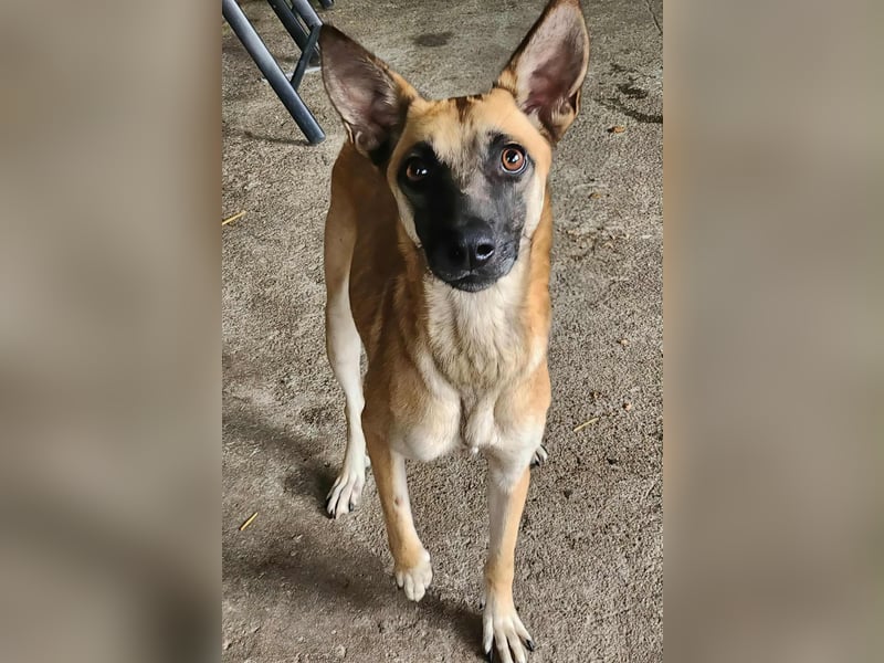 TALVI ♥ - Gefunden auf der Straße in Rumänien