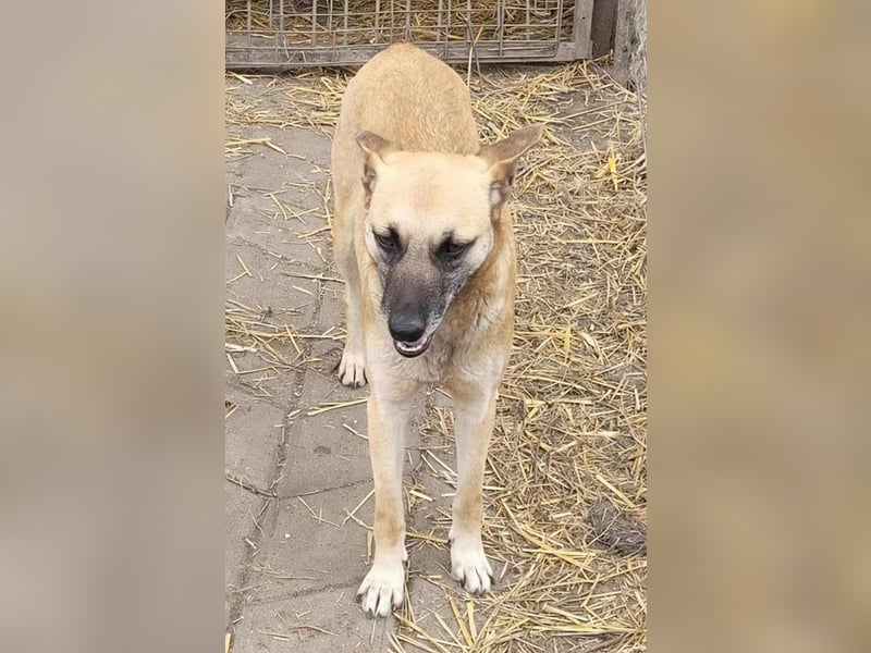 TALVI ♥ - Gefunden auf der Straße in Rumänien