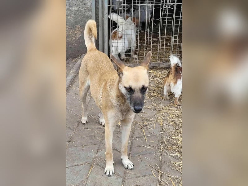 TALVI ♥ - Gefunden auf der Straße in Rumänien