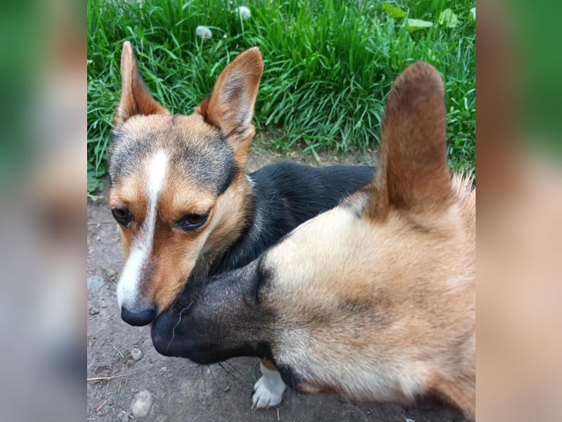 TALVI ♥ - Gefunden auf der Straße in Rumänien