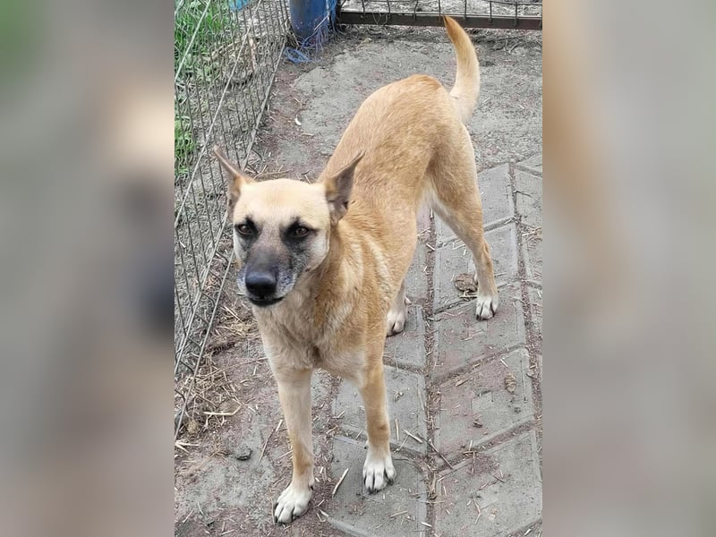 TALVI ♥ - Gefunden auf der Straße in Rumänien