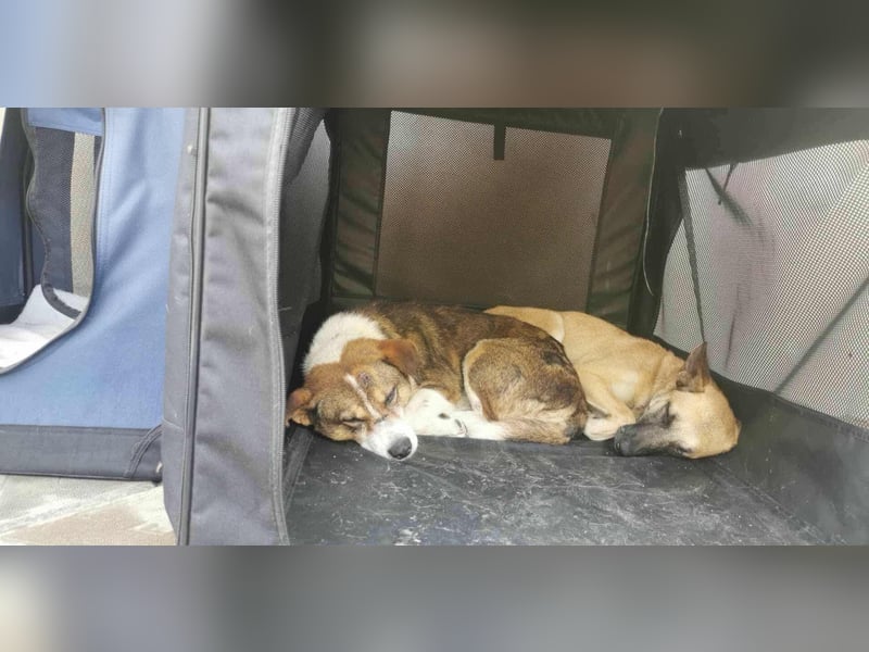 TALVI ♥ - Gefunden auf der Straße in Rumänien