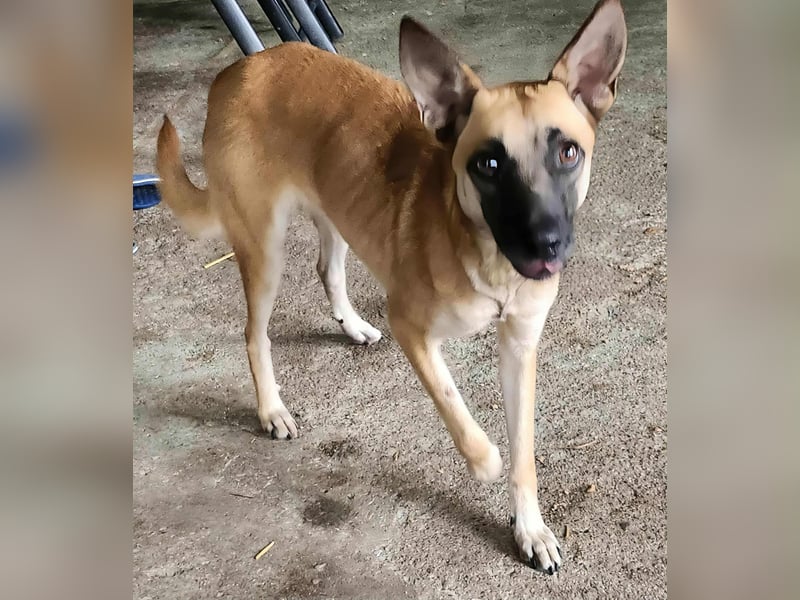 TALVI ♥ - Gefunden auf der Straße in Rumänien