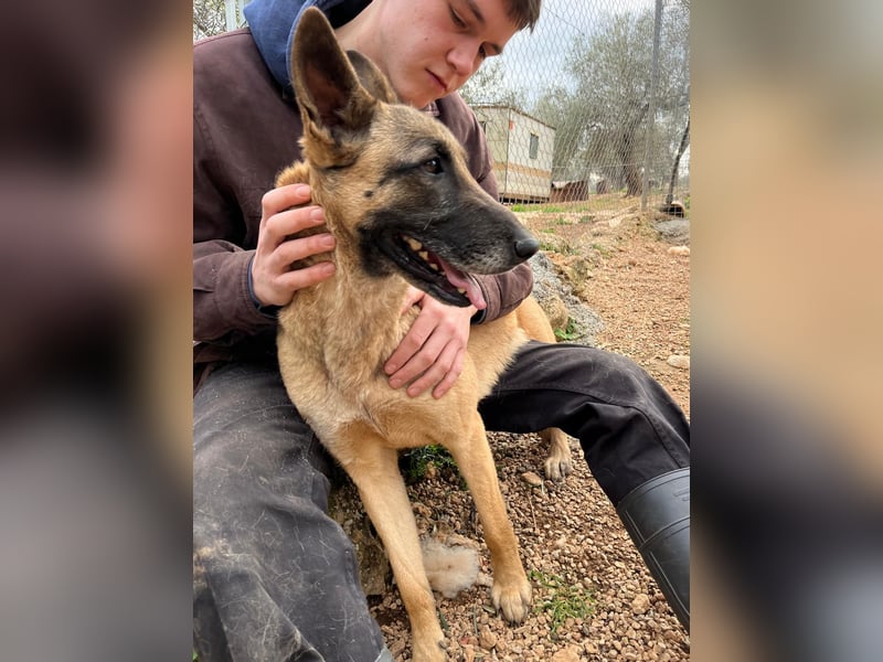 Moon – eine besondere Malinois-Hündin