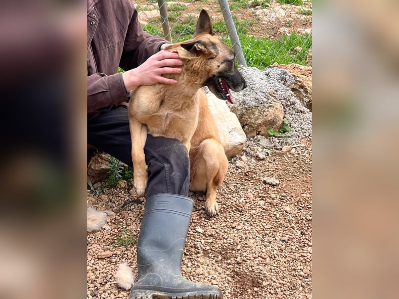 Moon – eine besondere Malinois-Hündin