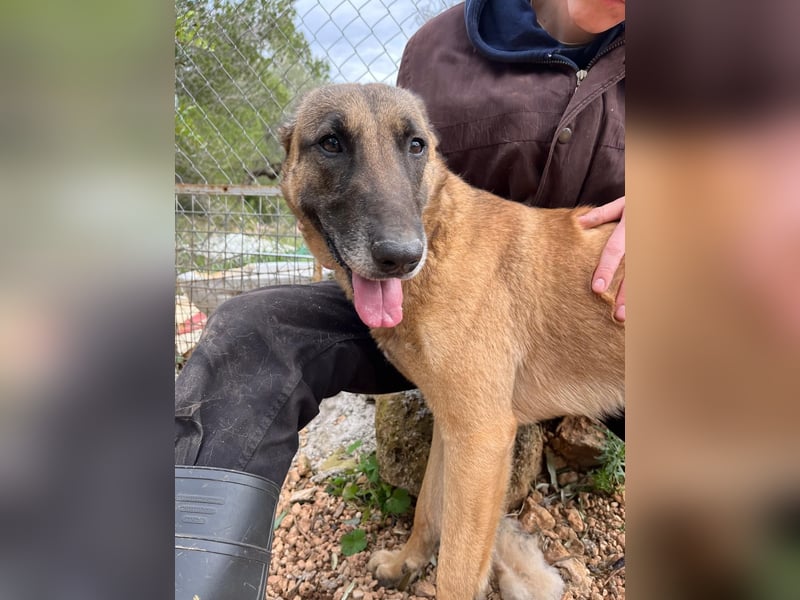 Moon – eine besondere Malinois-Hündin