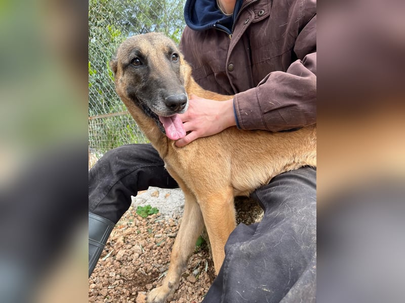 Moon – eine besondere Malinois-Hündin