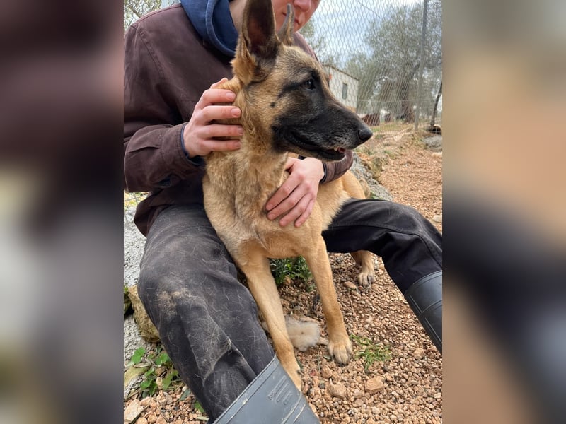 Moon – eine besondere Malinois-Hündin