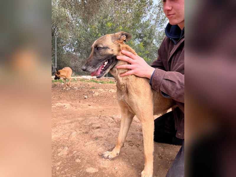 Moon – eine besondere Malinois-Hündin