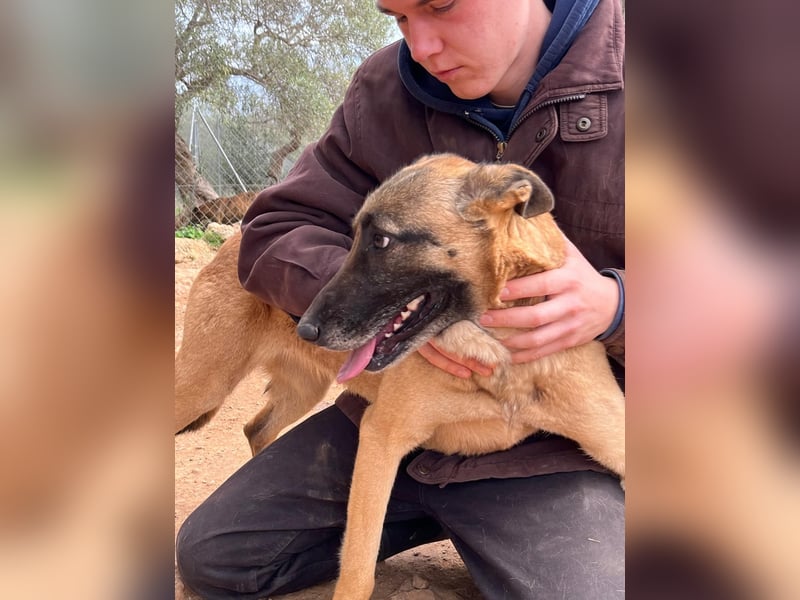 Moon – eine besondere Malinois-Hündin