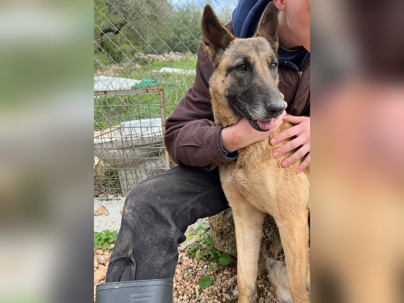 Moon – eine besondere Malinois-Hündin