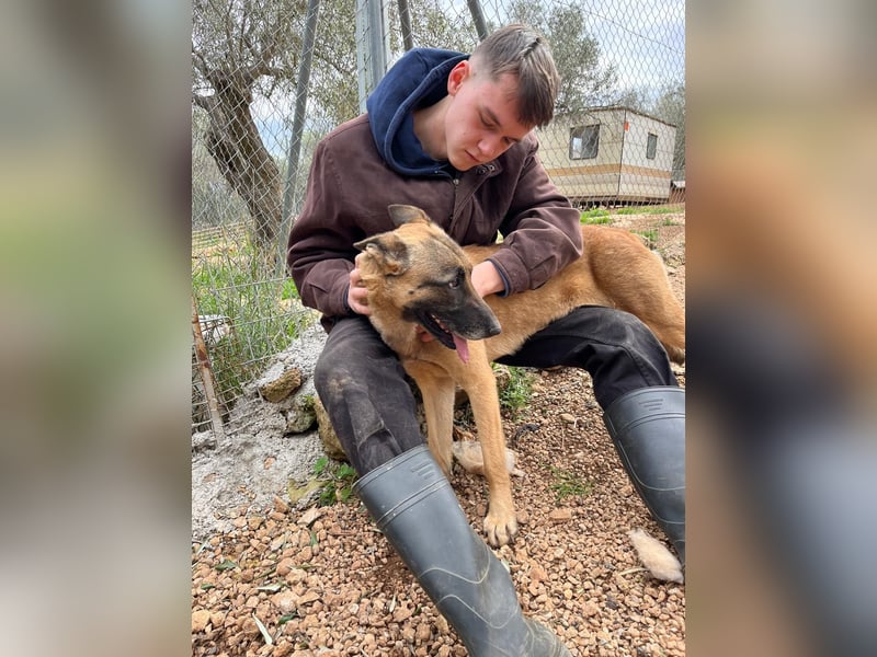 Moon – eine besondere Malinois-Hündin