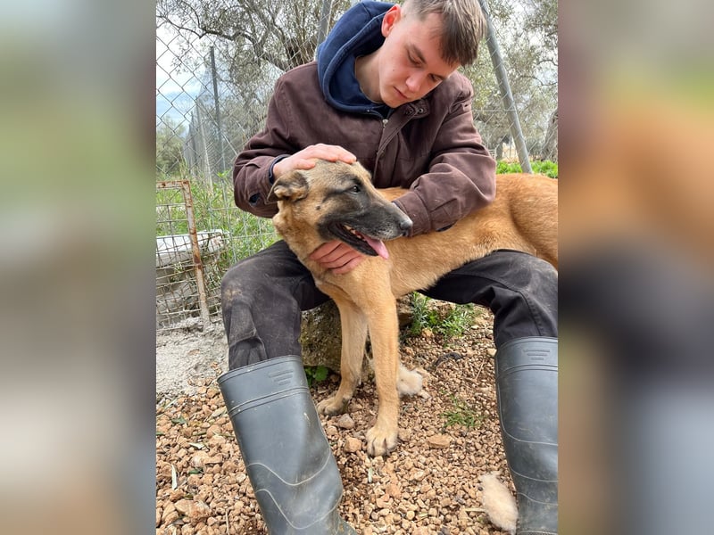 Moon – eine besondere Malinois-Hündin