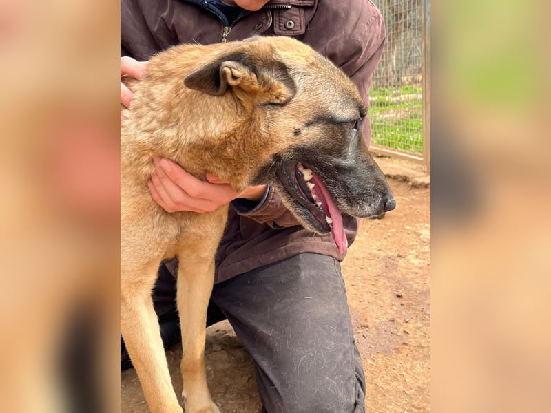 Moon – eine besondere Malinois-Hündin
