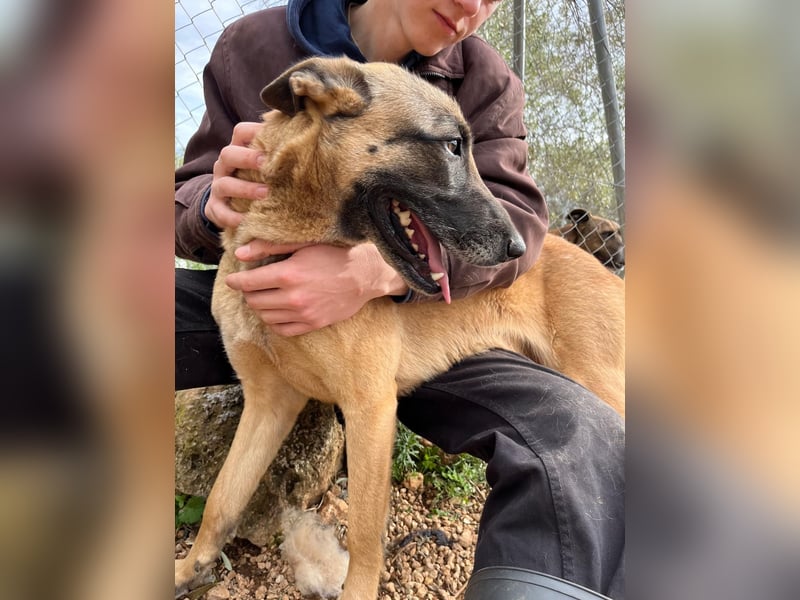 Moon – eine besondere Malinois-Hündin