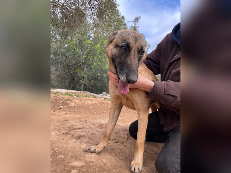 Moon – eine besondere Malinois-Hündin