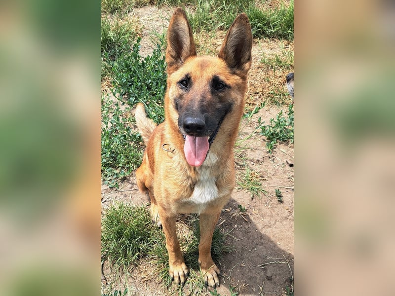 Freundliche Athena ( * 03/2022 ) sucht ihre Familie