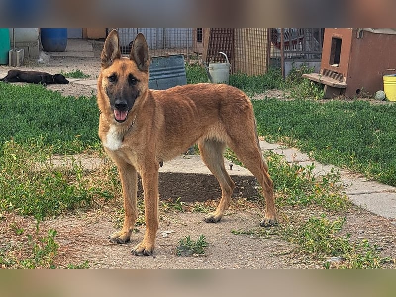 Freundliche Athena ( * 03/2022 ) sucht ihre Familie