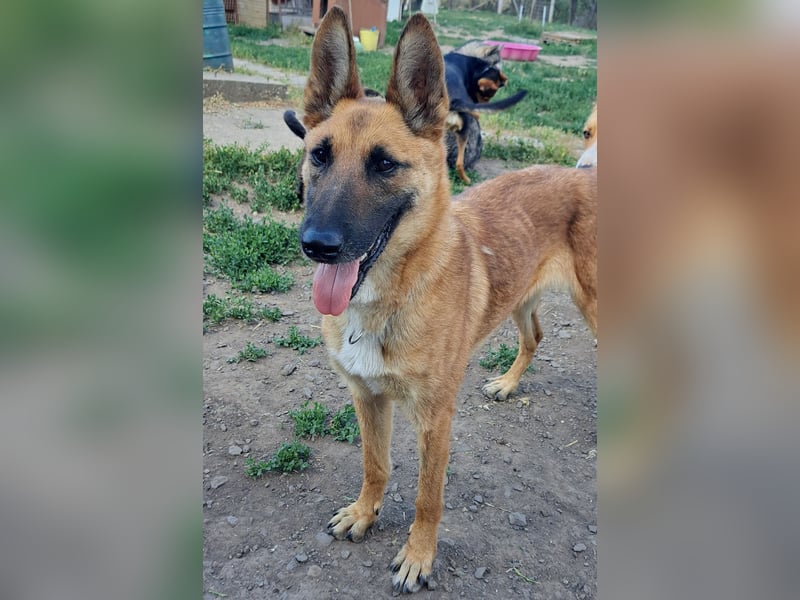Freundliche Athena ( * 03/2022 ) sucht ihre Familie