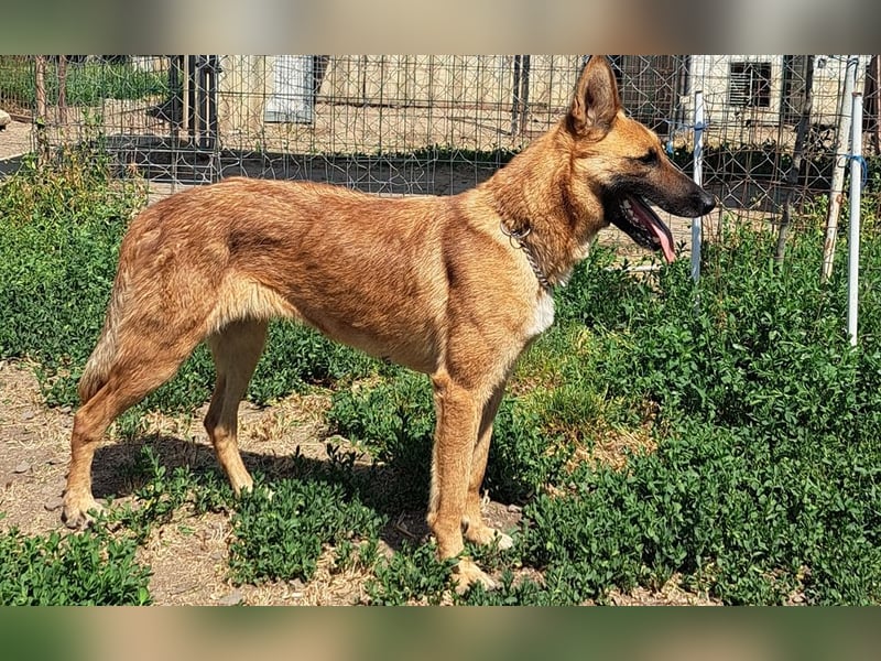 Freundliche Athena ( * 03/2022 ) sucht ihre Familie