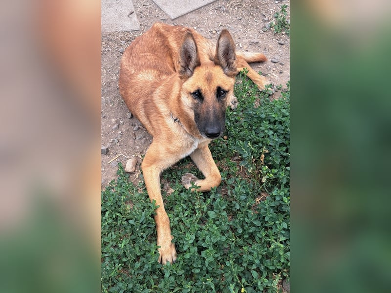 Freundliche Athena ( * 03/2022 ) sucht ihre Familie