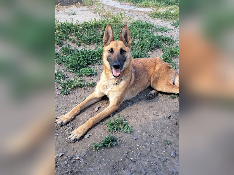 Freundliche Athena ( * 03/2022 ) sucht ihre Familie
