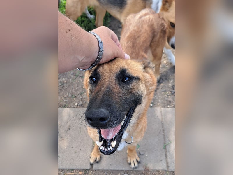 Freundliche Athena ( * 03/2022 ) sucht ihre Familie