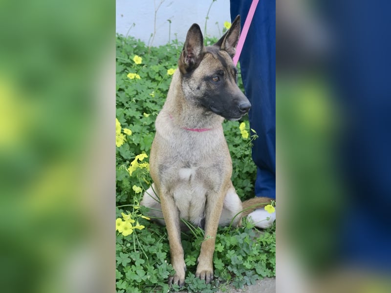 Celine - zutraulich, verschmust und lernwillig