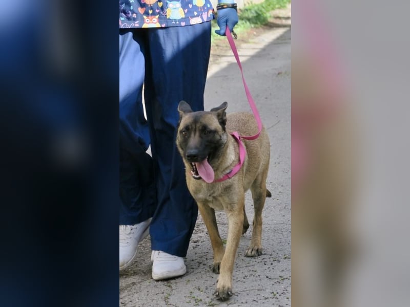 Celine - zutraulich, verschmust und lernwillig