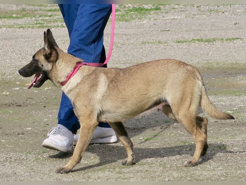Celine - zutraulich, verschmust und lernwillig