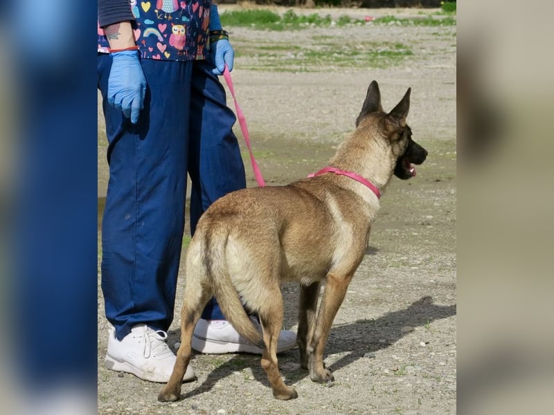 Celine - zutraulich, verschmust und lernwillig