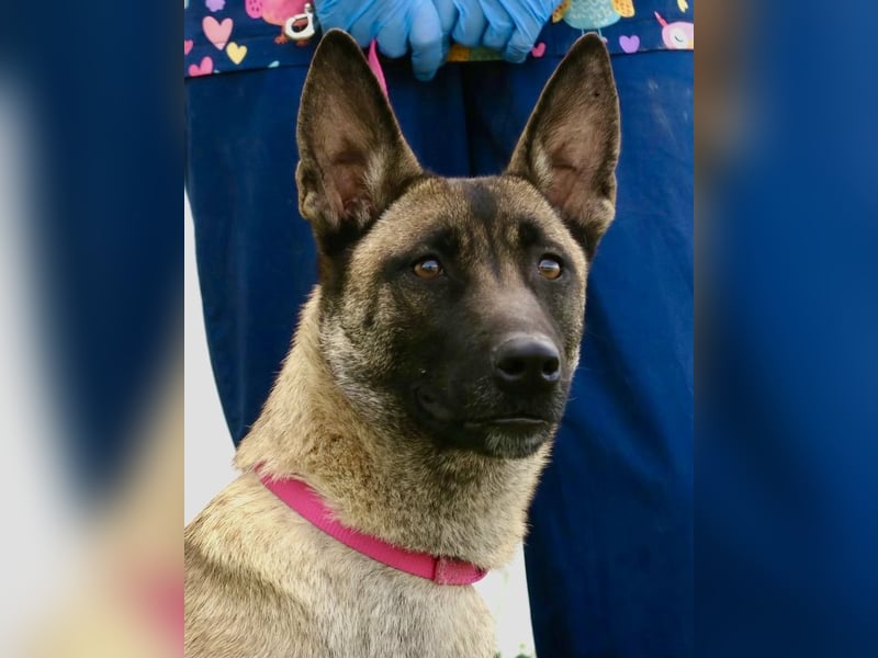 Celine - zutraulich, verschmust und lernwillig